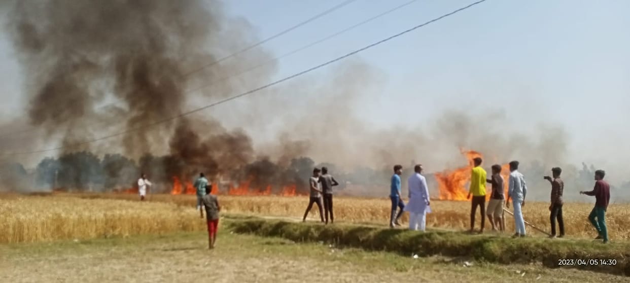 41 bighas of wheat crop destroyed due to fire
