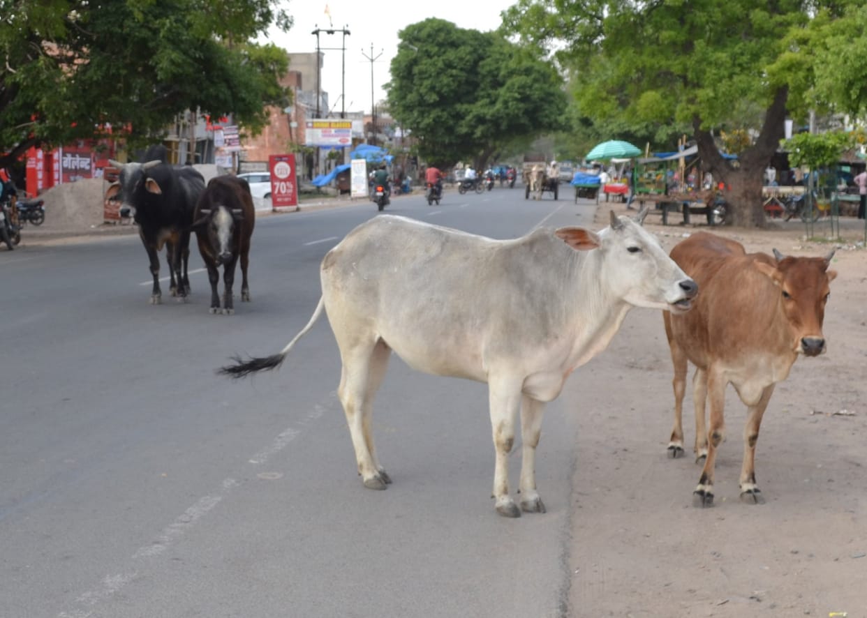 Gaushalas are being watched by nodal officers destitute cattle are roaming in the middle of the market