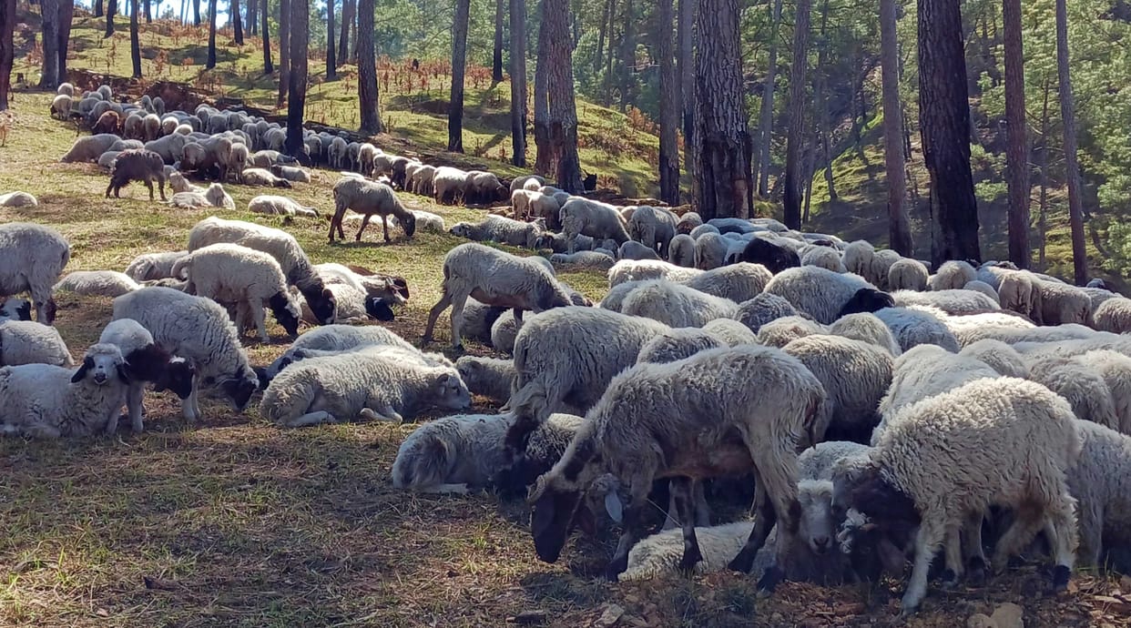 Sheep herder reached Bageshwar on foot from Bhabar