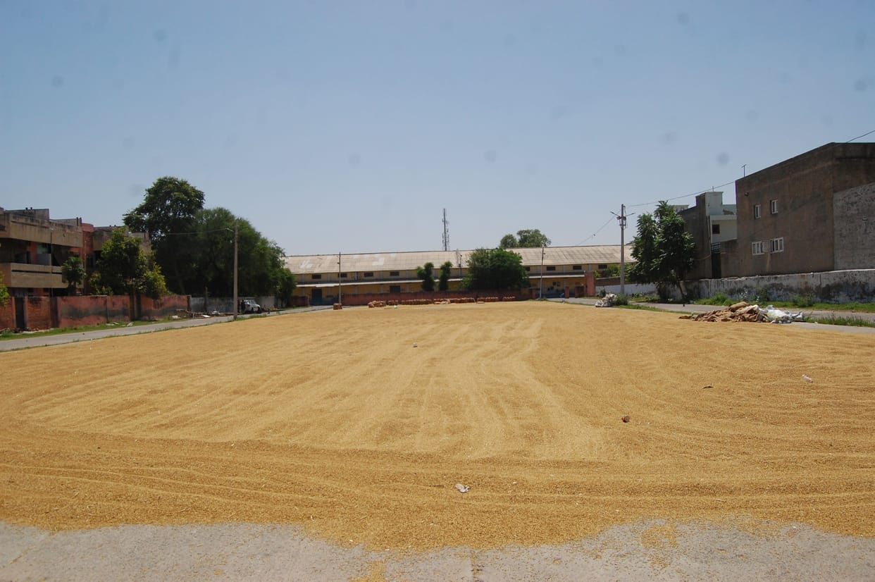 This time farmers will be rich from Fatehabad's barley