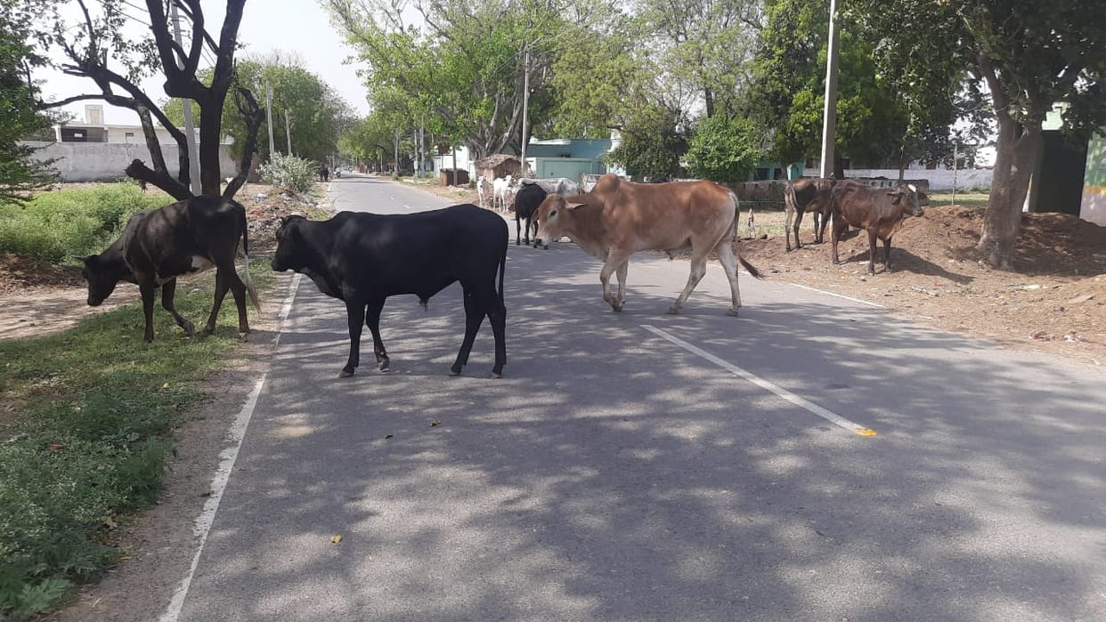 Cows are dying due to lack of fodder in Gaushala in Bamnai