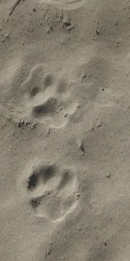 Threat to the safety of the population due to the presence of tiger's pug marks in dry source