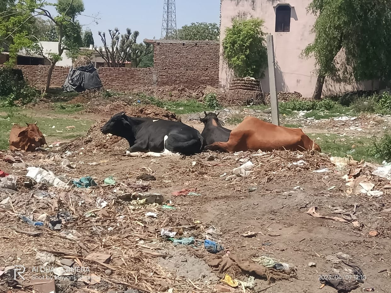 In the nodal officer district, stray animals are creating havoc