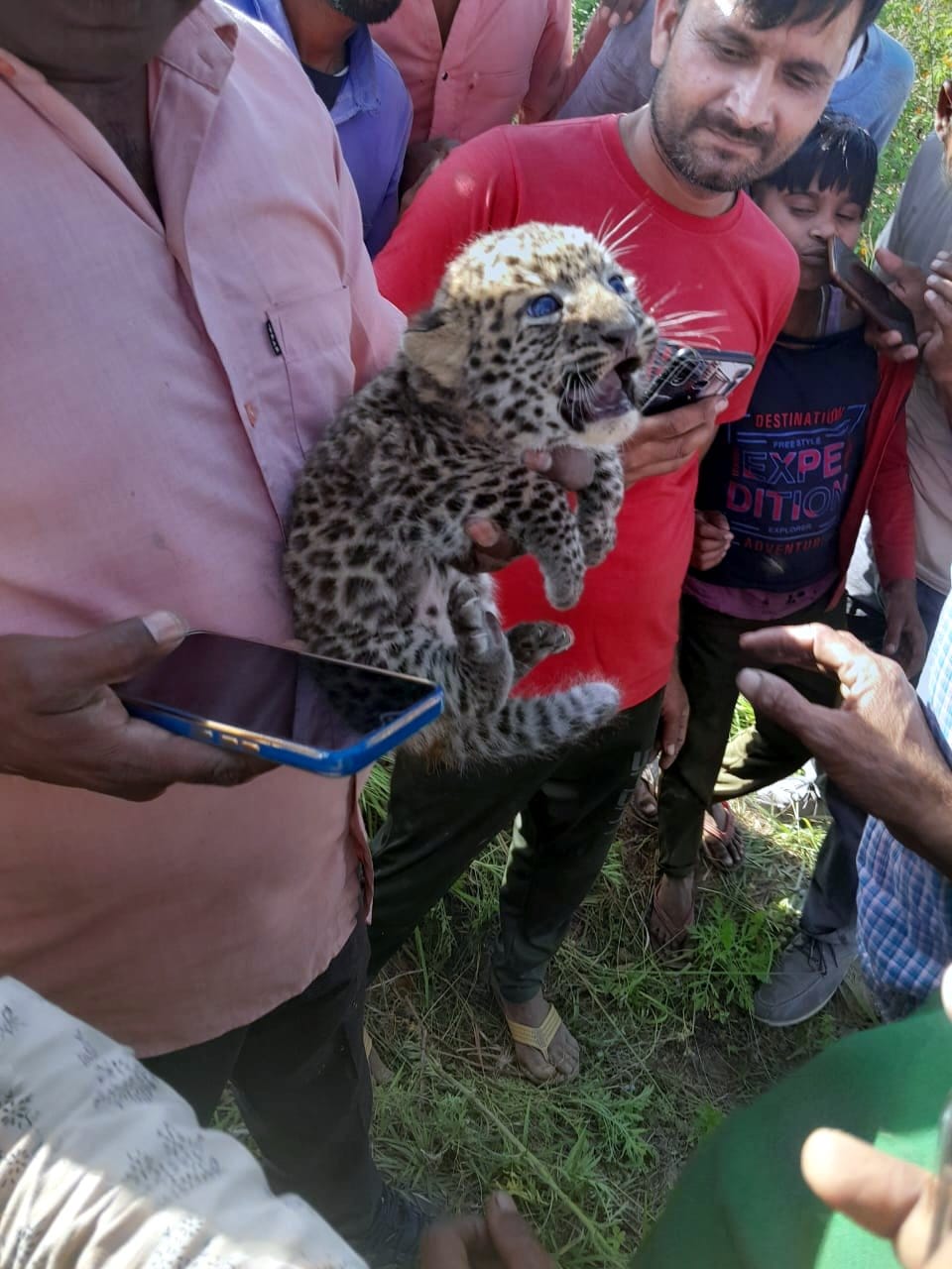Leopard gave birth to a cub in Jamunabad farm, forest workers left it in the bush
