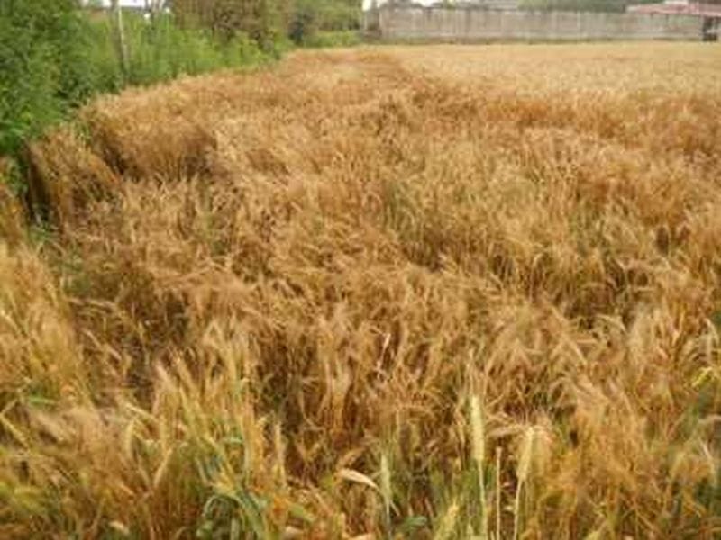 New trouble... increased wages for harvesting wheat ruined by rain