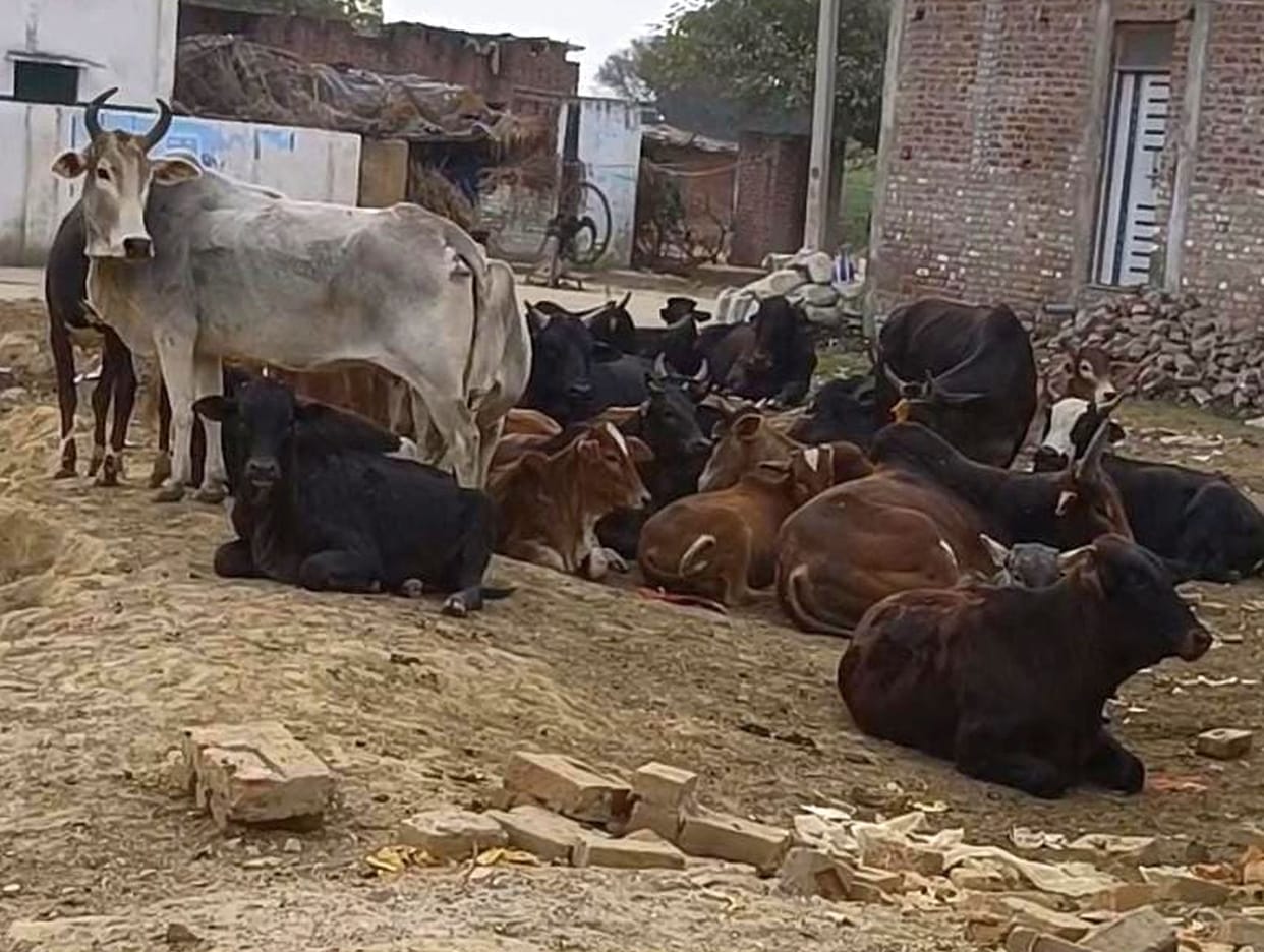 As soon as the nodal officer left, the stray animals were hidden