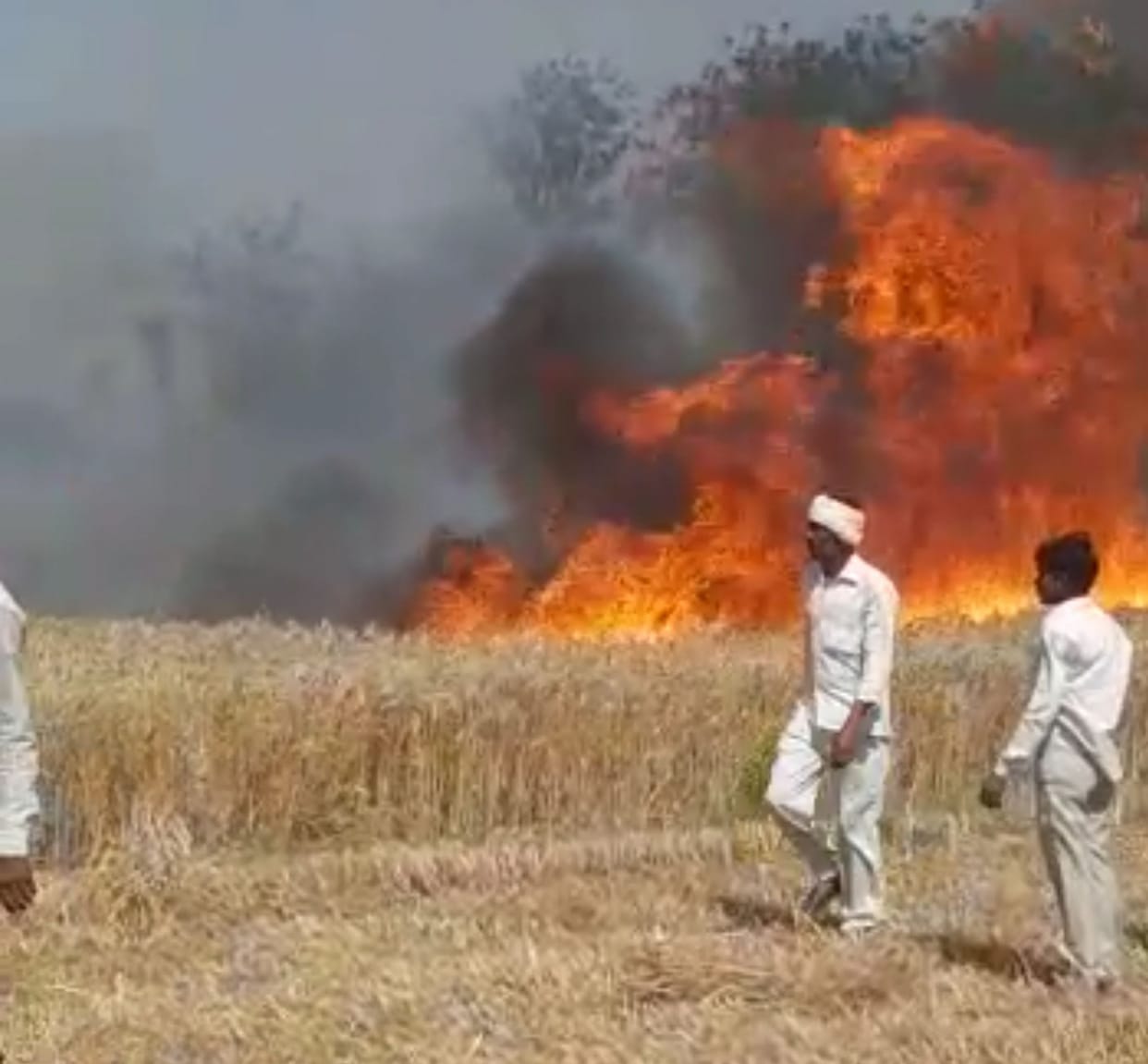 fire wheat amethi