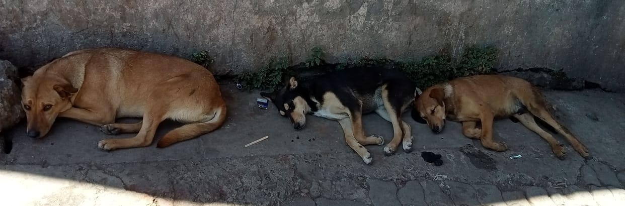 Stray dogs are becoming violent in Almora, increased danger