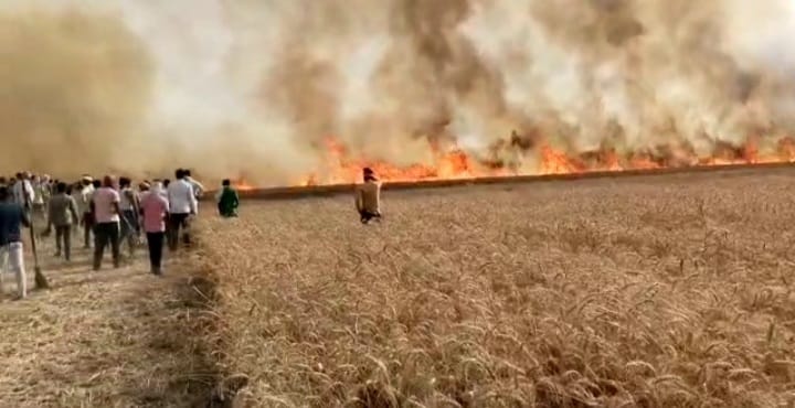 fire on 50 bigha wheat crop