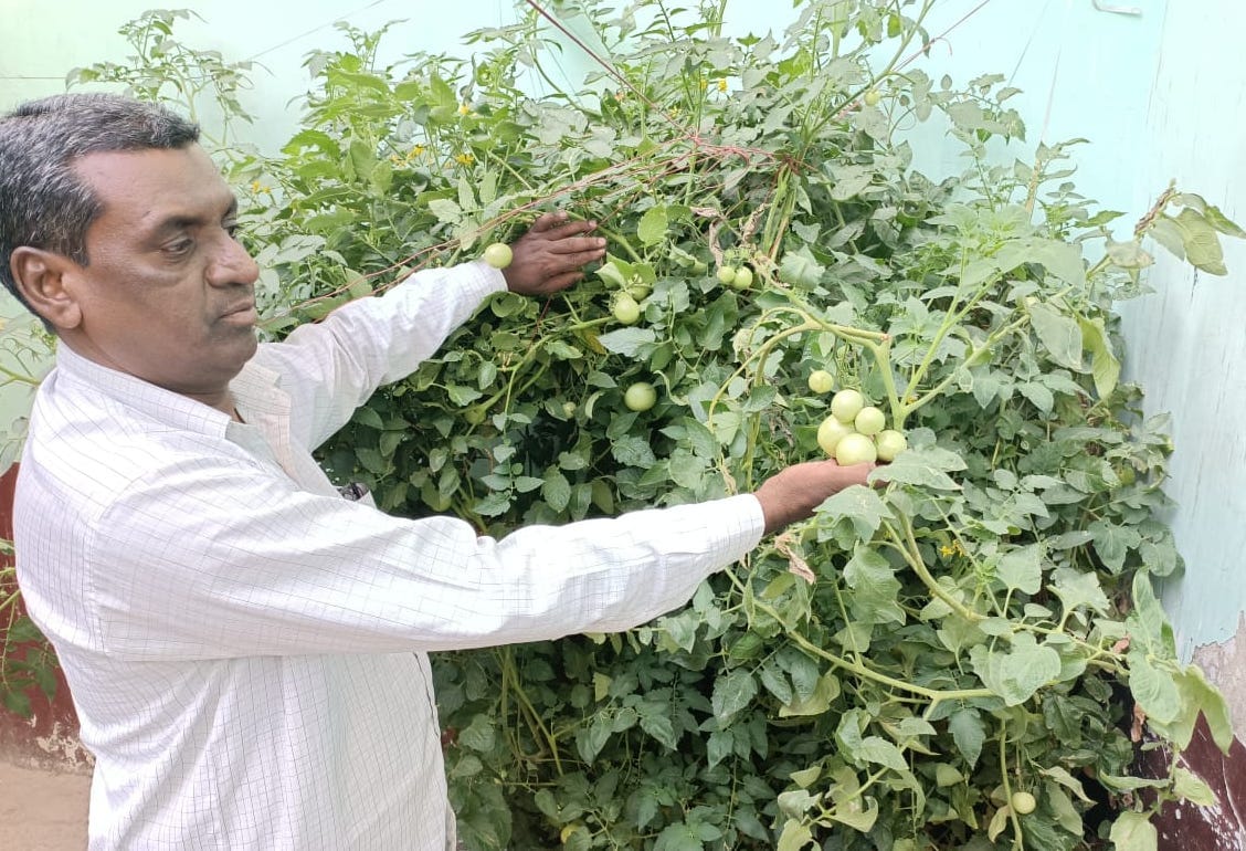 Tomato plant giving bountiful crop
