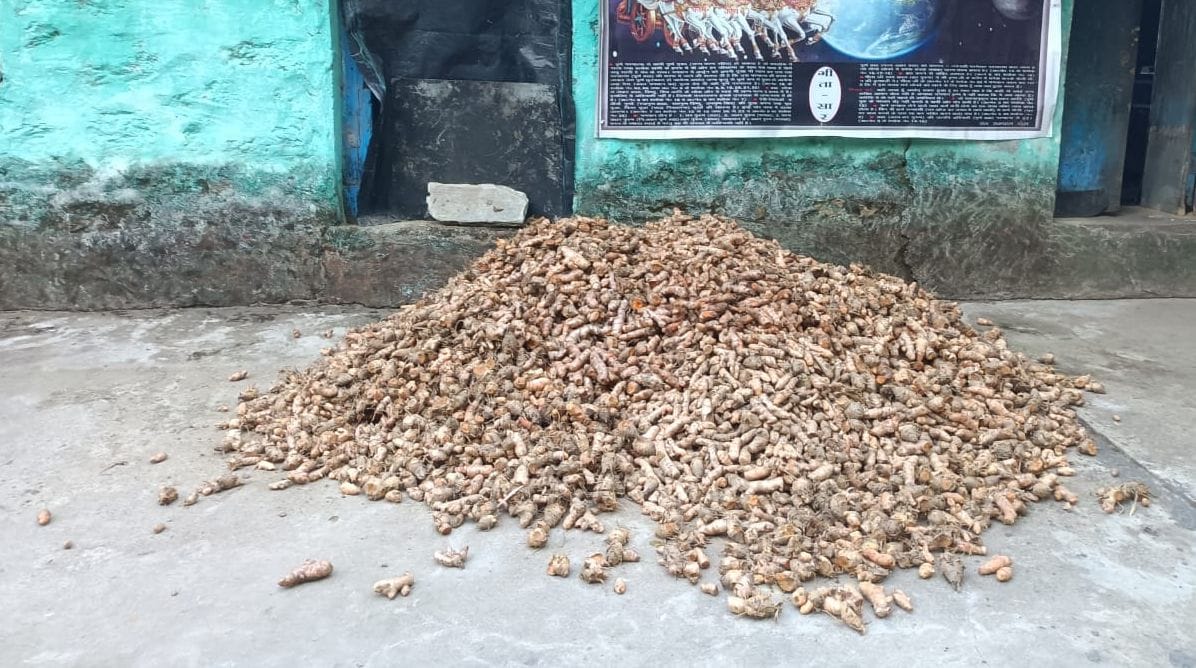 Turmeric became the basis of employment of Bhupendra's family