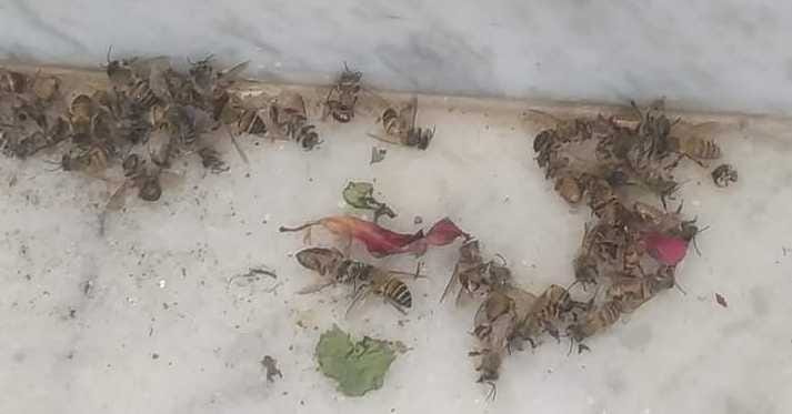 The loss of one and a half lakhs to the silent spinach due to the spraying of the Horticulture Department