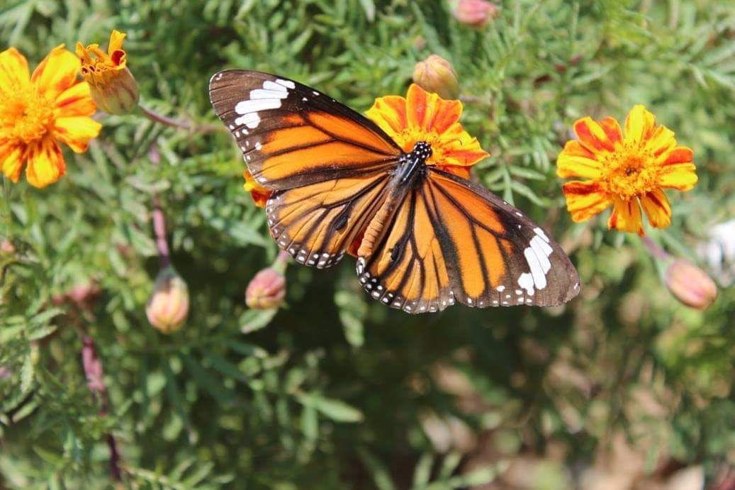 190 species of butterflies