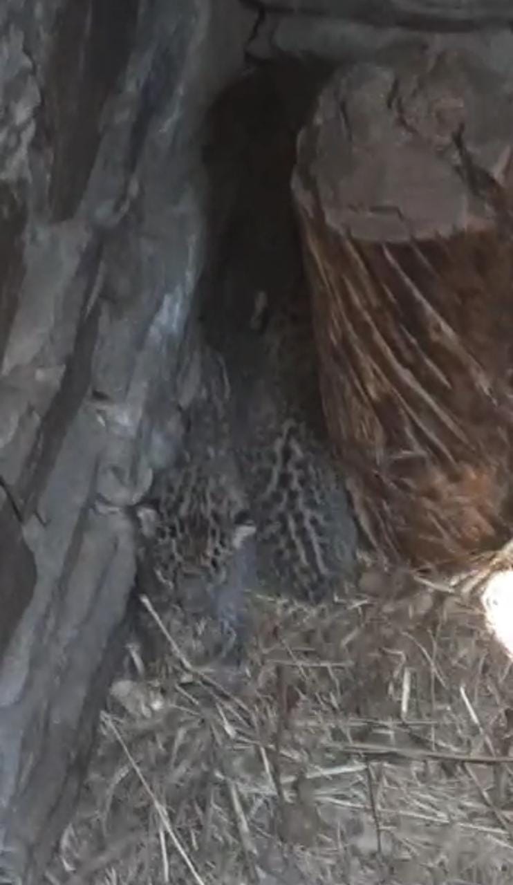 Panic in the area due to the sighting of three leopard cubs in the cowshed