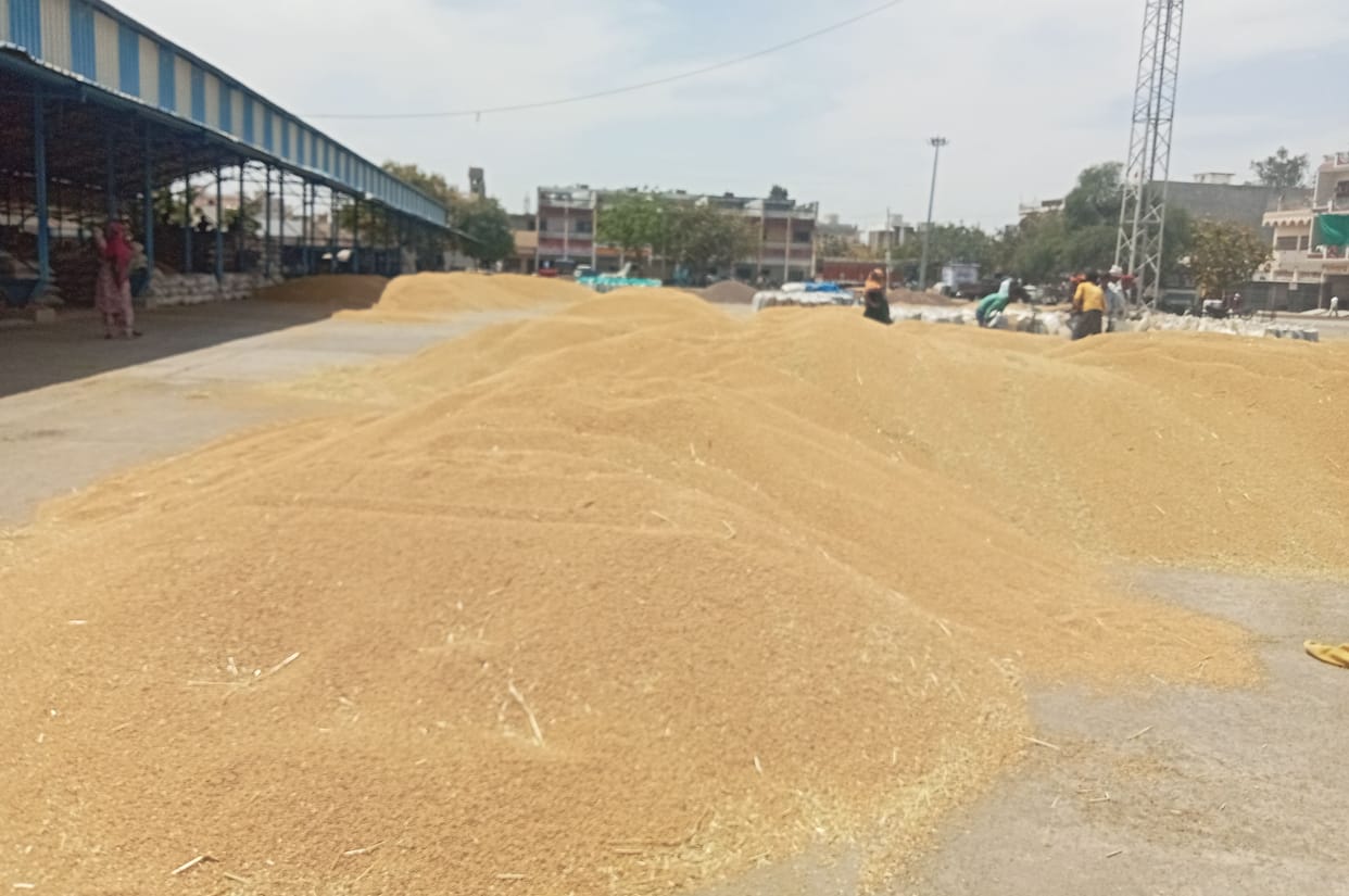 Bought 3685 quintals of wheat and 4600 quintals of mustard from farmers in Bhiwani Mandi
