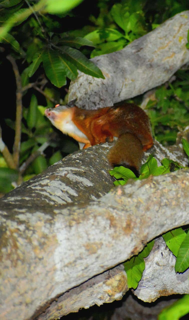 Endangered flying squirrel seen in Dudhwa