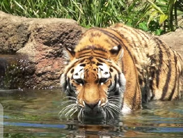 Dudhwa Tiger Reserve excels in better maintenance of tigers