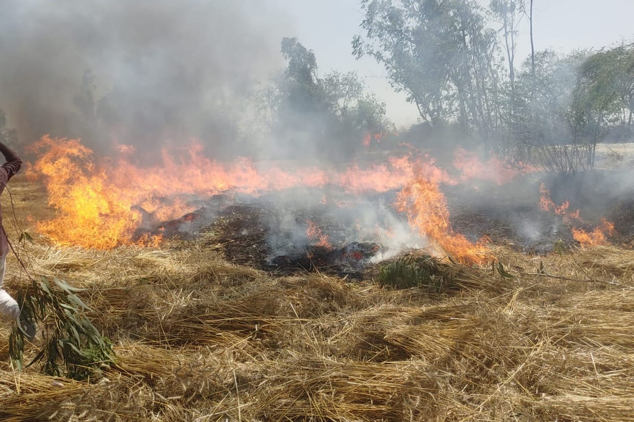 fire five cow injured amethi