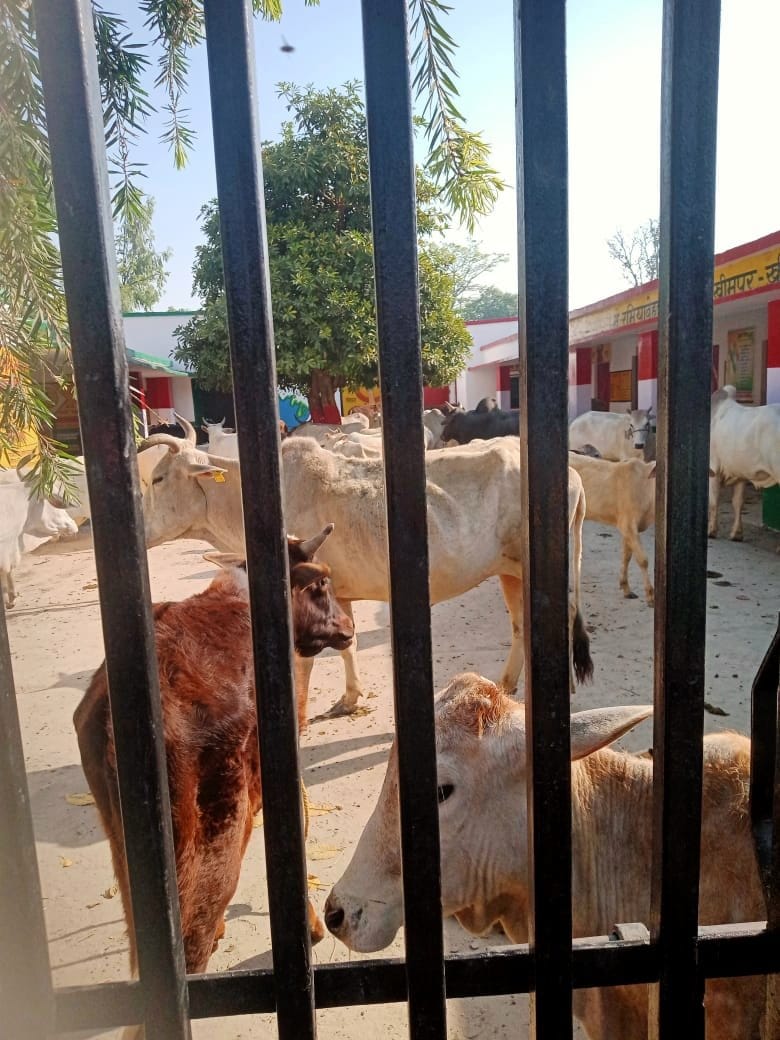 Outraged farmers closed cattle shed in schools