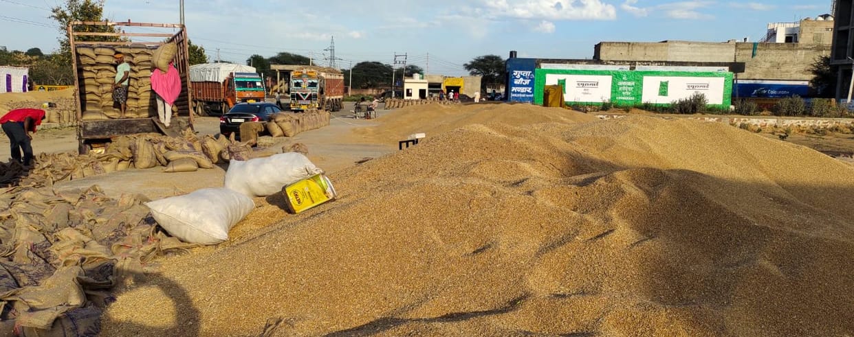 Wheat and mustard procurement has not started in Mahendragarh