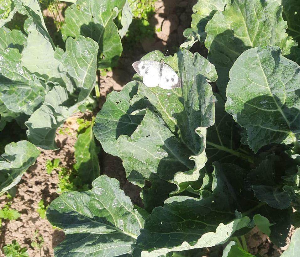 white butterflies attack on cauliflower crop