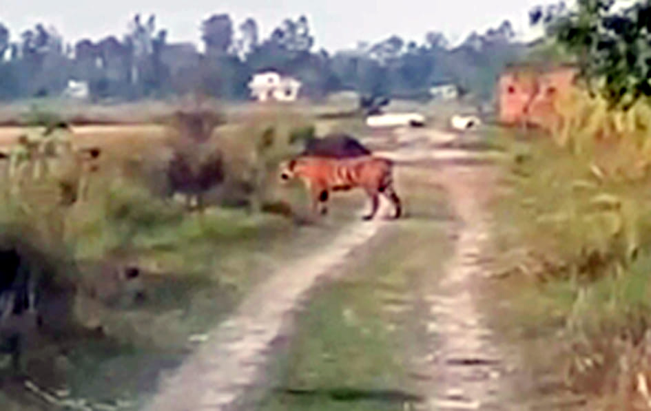 Tiger roaming in the fields, farmers upset
