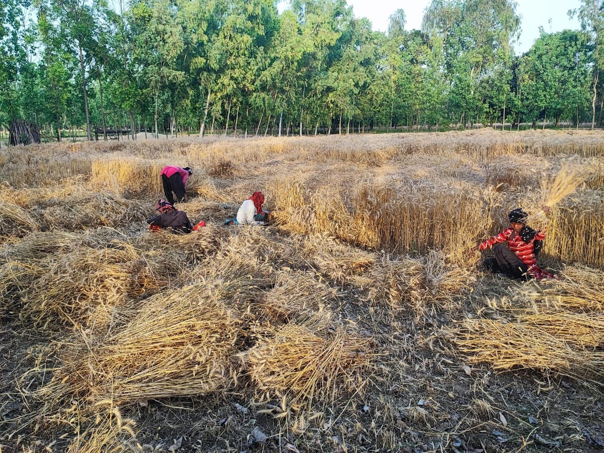 FPO and Mandi license holders will also be able to buy wheat on MSP