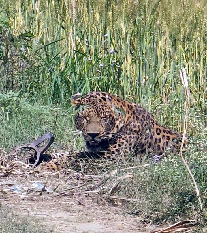 Guldar trapped in the clutches of poachers, will be treated in Etawah