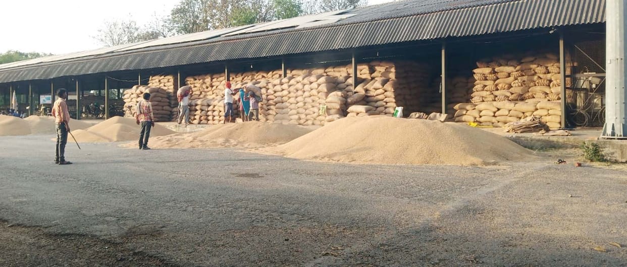 Purchase of 41 thousand quintals of wheat on agents, silence at the centers