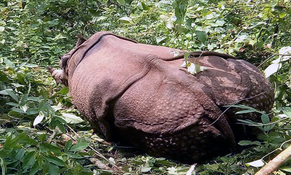 Dead bodies of two rhino cubs found in National Nikunj Park