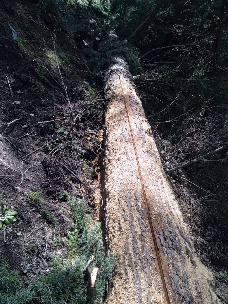 The ax hit the deodar trees in the Chaunri forest of Pangi