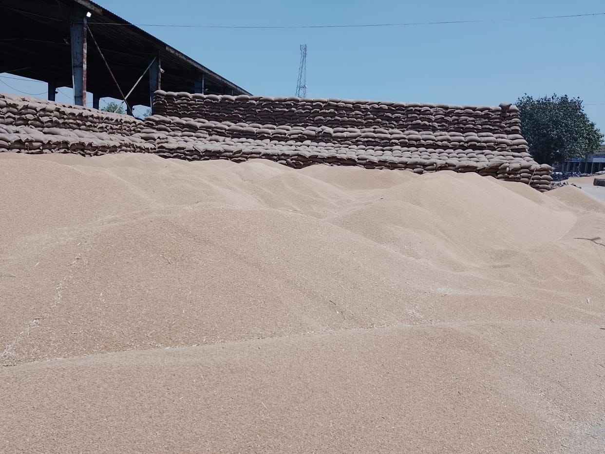 The procurement of wheat has not picked up on the pace