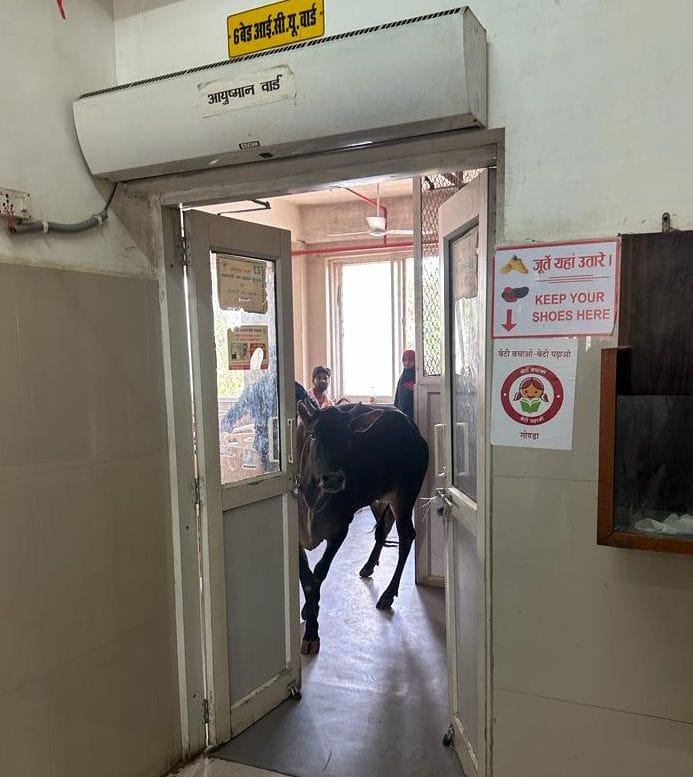 How did the cow reach the ICU