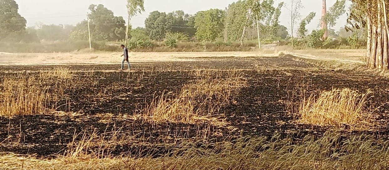 21 bigha wheat crop ashes due to fire
