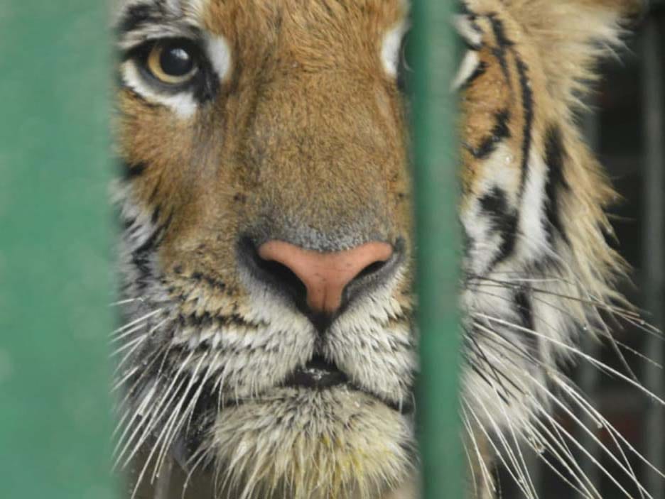 Maroucha's tigress crossed the border and reached Nepal's forest
