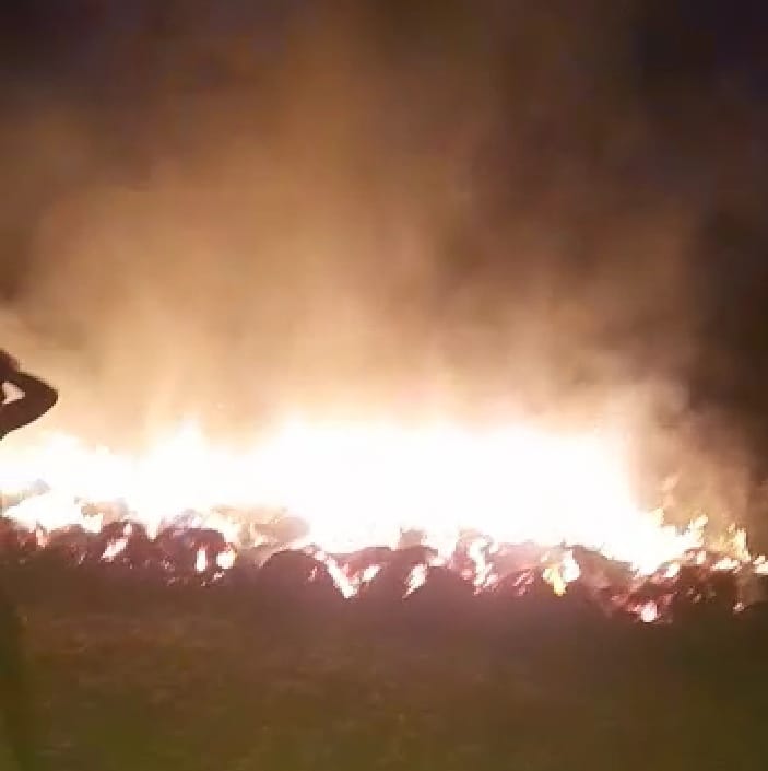 Six and a half bighas of wheat crop burnt to ashes due to fire