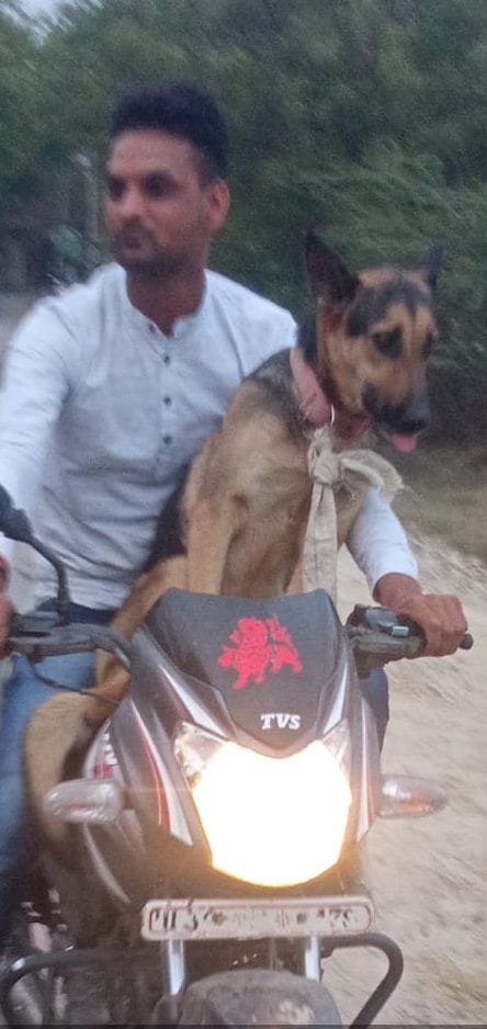 foreign breed dog stolen from home