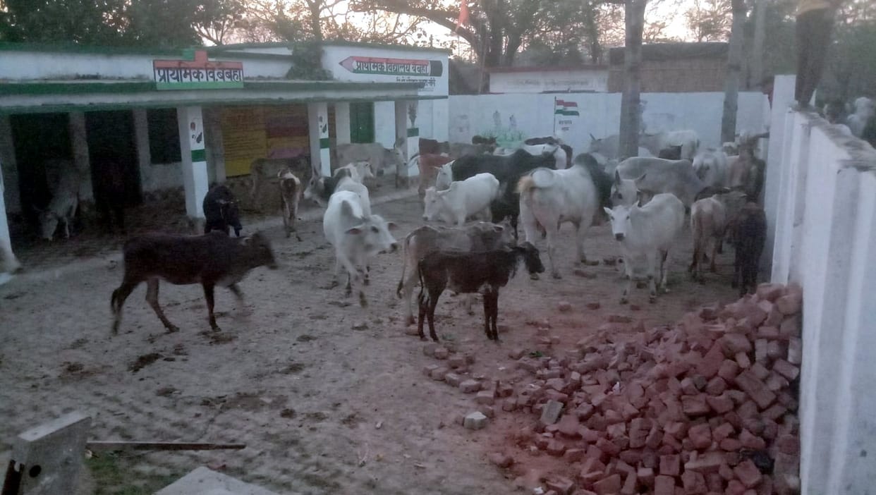 Cattle left inside the school, children outside