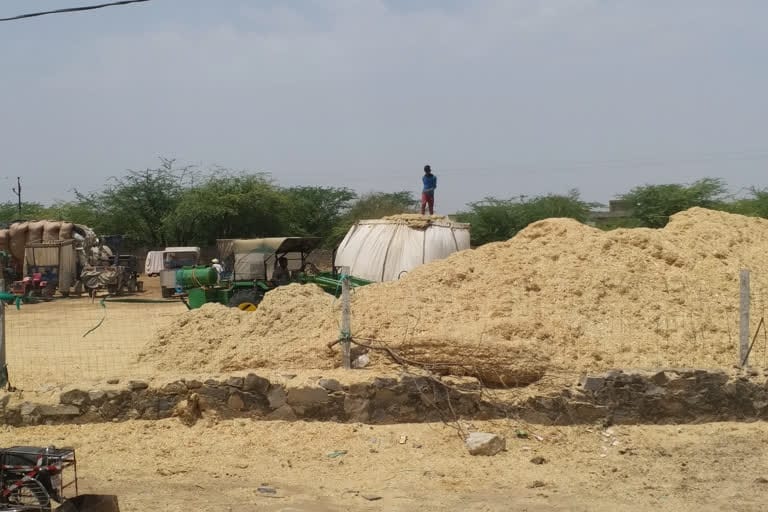turi prices reached 650 rupees per quintal