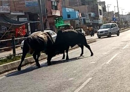 Two bulls created ruckus in Tatiri market, entered the shop