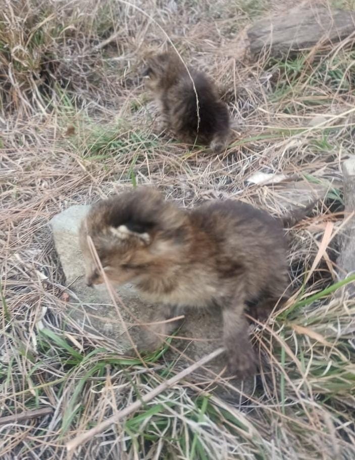 Leopard cubs mistaken for wild kittens