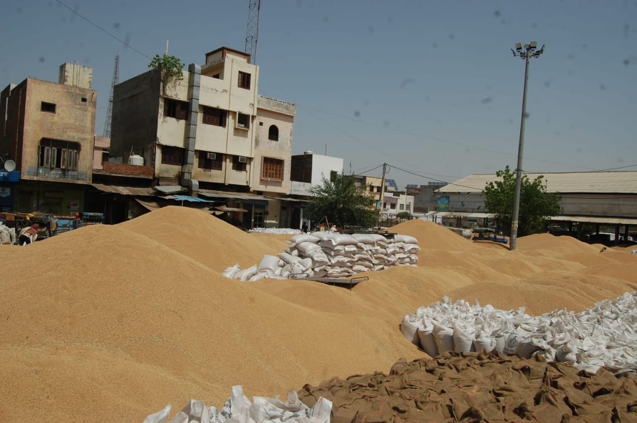Chances of rain today, 12 lakh quintals of wheat lying in the open in mandis