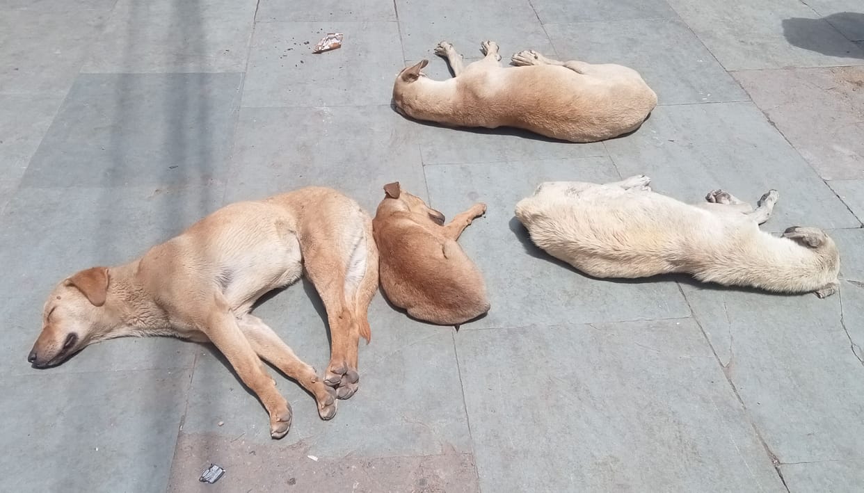 There is no specialist for castration of dogs