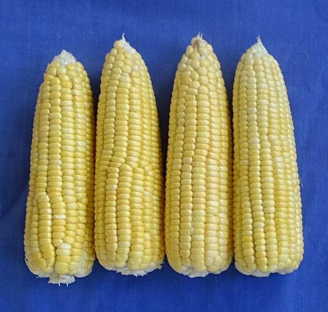 Vita and Madhurima maize will increase immunity Health read more updates