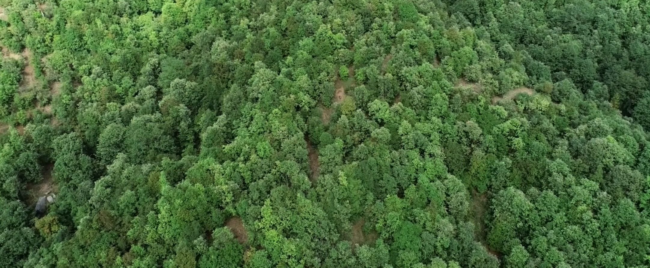 Plantation in Maanar