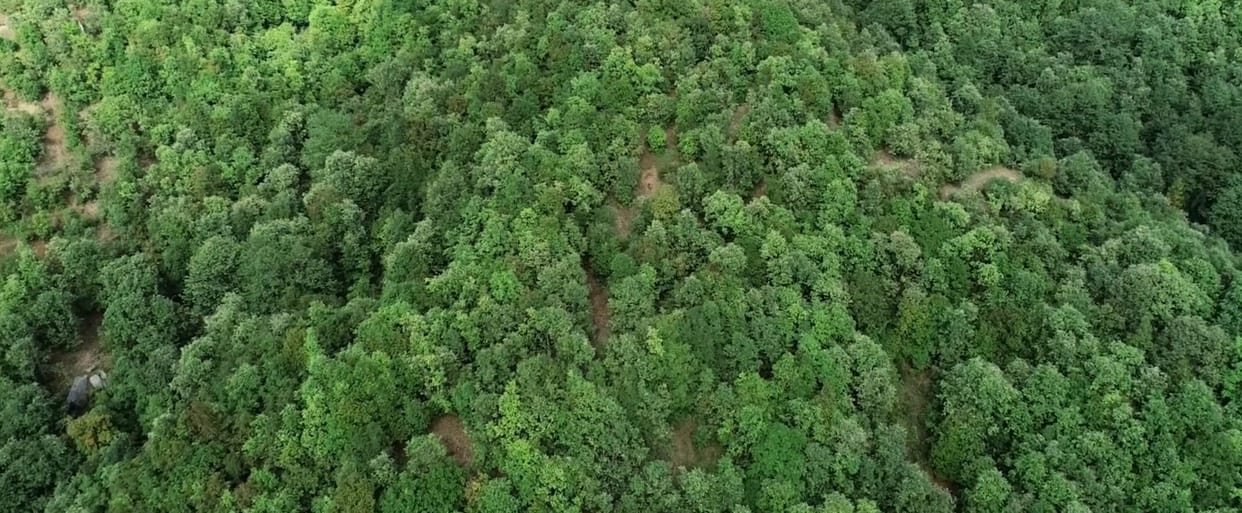 Plantation in Maanar