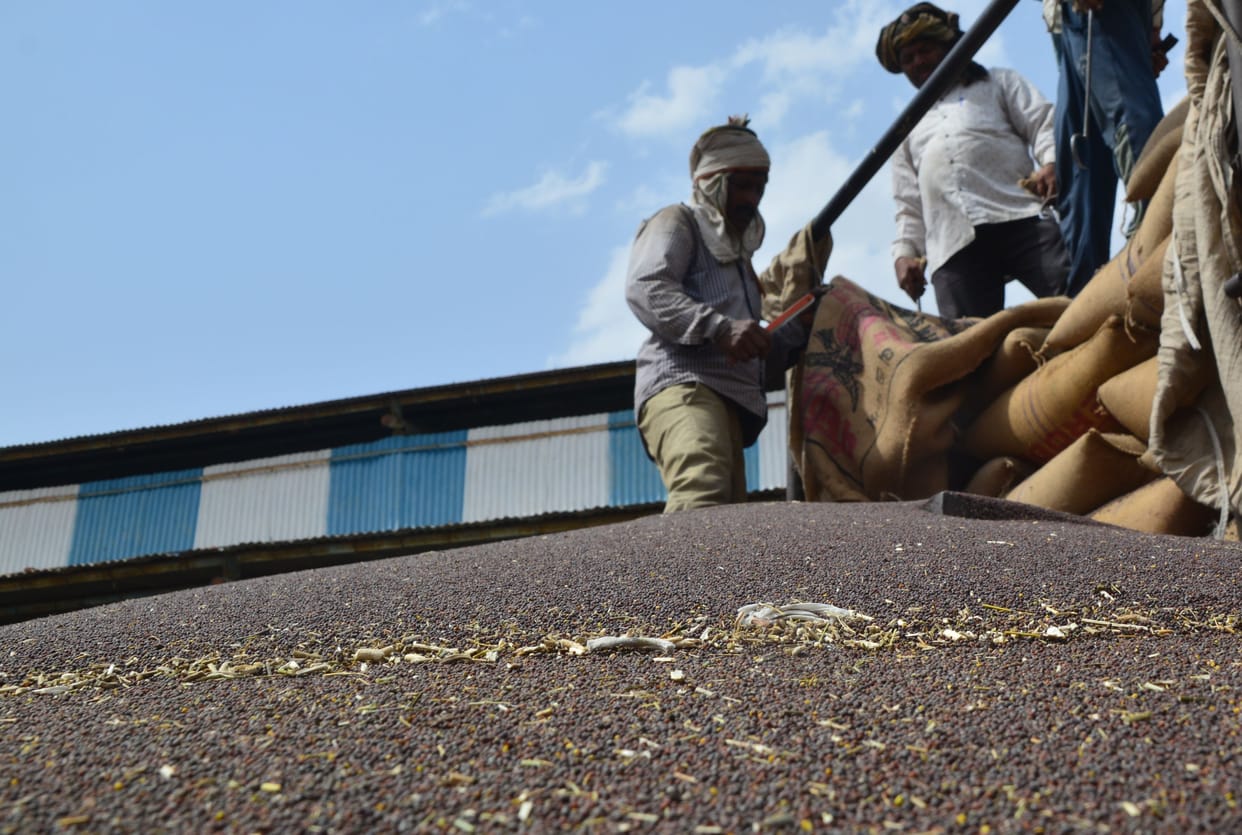 1.40 lakh quintals of mustard-wheat remained to be lifted, mustard was not procured even on the second day