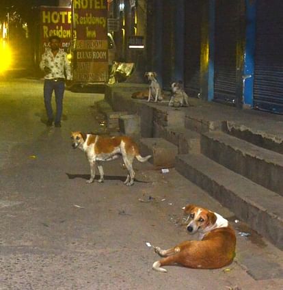 Aligarh News: खूंखार हो रहे कुत्ते, मवेशियों को बना रहे शिकार Dogs becoming ferocious hunting cattle