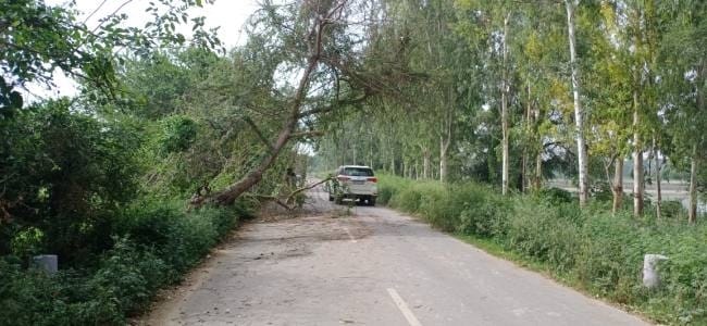 Trees fell at many places due to the strong wind that came with drizzle at night