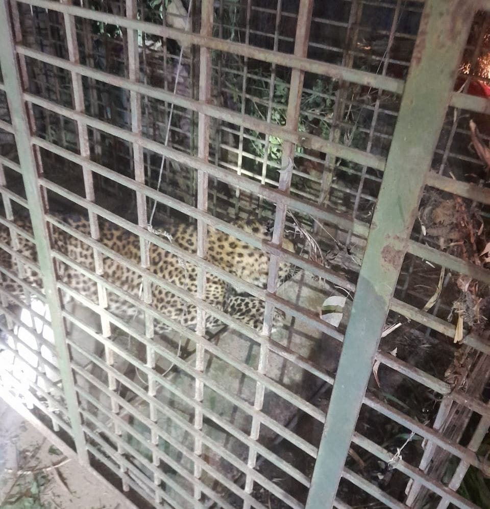 Leopard released in Sohelwa forest